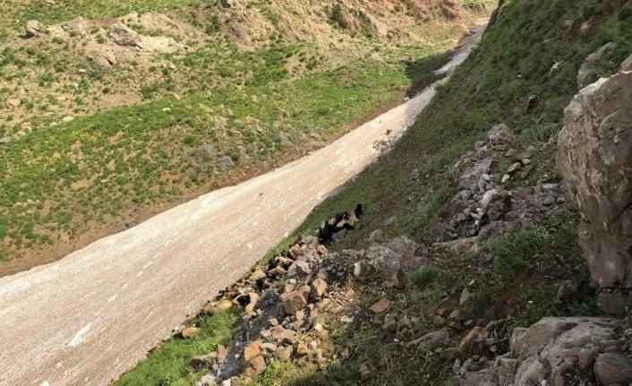 Dağdan düşen kayalar 20 hayvanı telef etti
