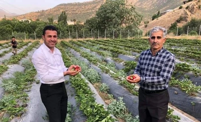 Derecik ilçesinde sebze yetiştiriciliği