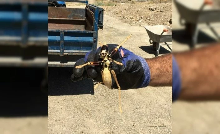 Dev çekirge "Çağaboğan" Elazığ’da görüntülendi