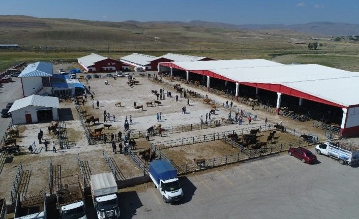 Doğu Anadolu’dan kurbanlık sevkiyatları başlıyor