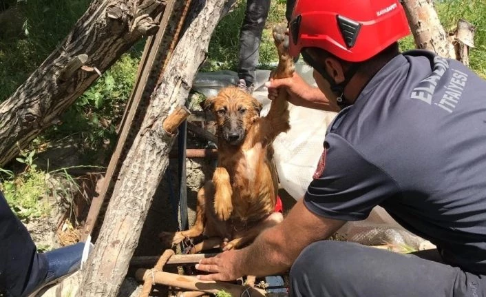 Elazığ’da 5 metrelik kuyuya düşen köpek için kurtarma operasyonu
