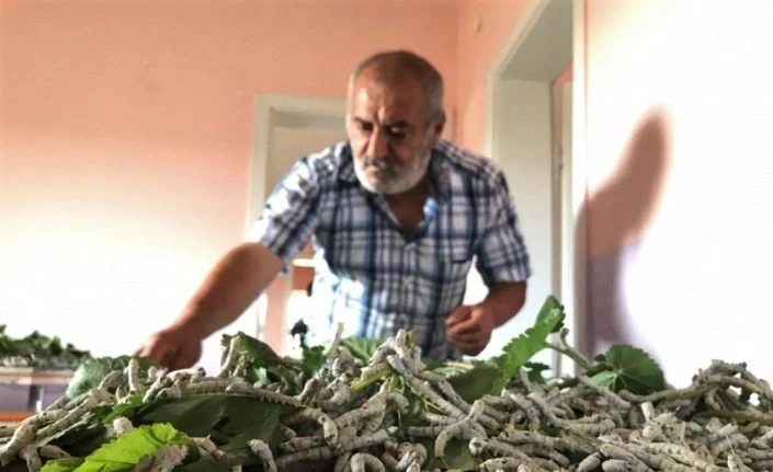 Elazığ’da muhtar, teşvik için İpek böcekçiliği yapmaya başladı