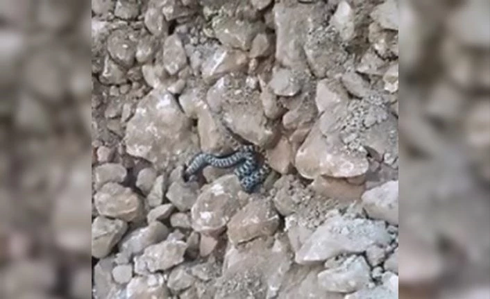 Elazığ’da yılanlar ortaya çıkmaya başladı