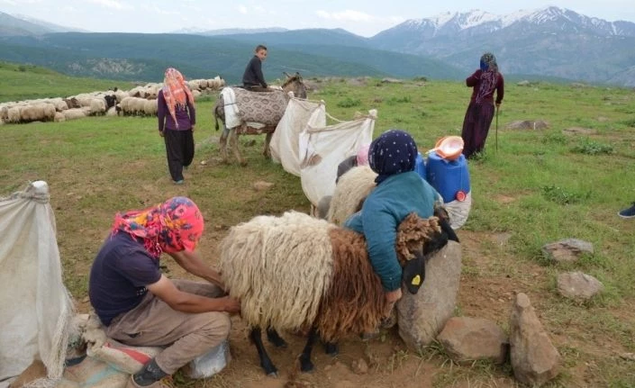 Göçerler Muş’un serin yaylalarında konaklamaya başladı