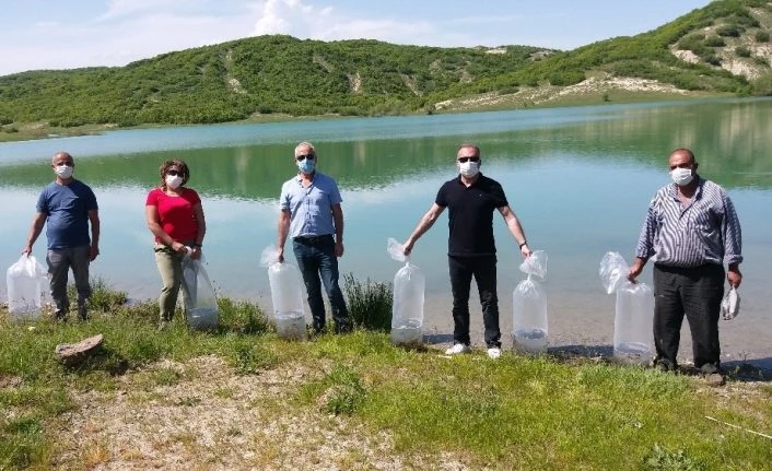 Günboğazı göletine 40 bin yavru sazan bırakıldı