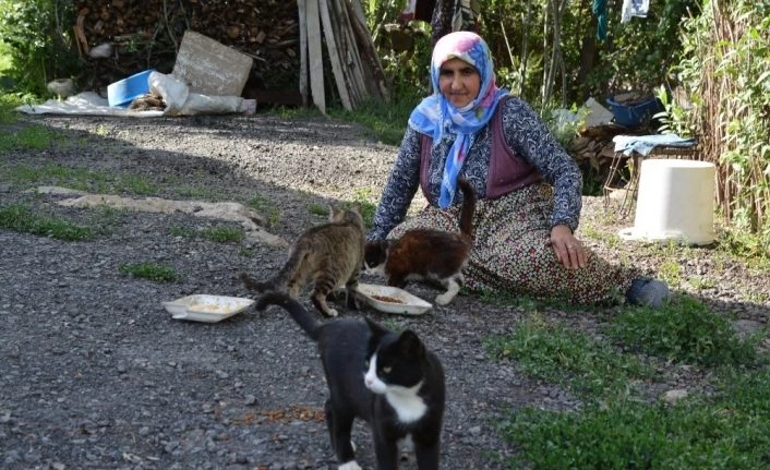 Harabe evlerinde onlarca kediye bakıyorlar
