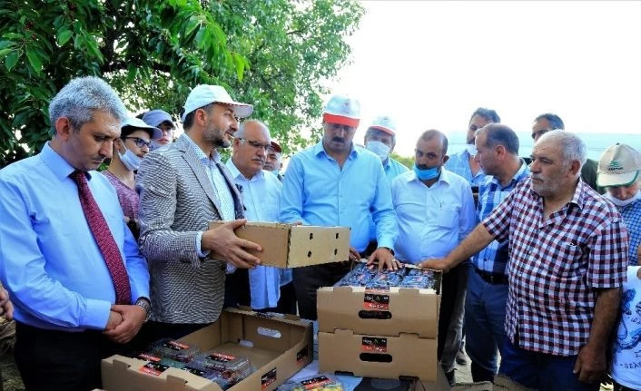 Harput kirazı hasattan sonra el değmeden müşteriye gidecek