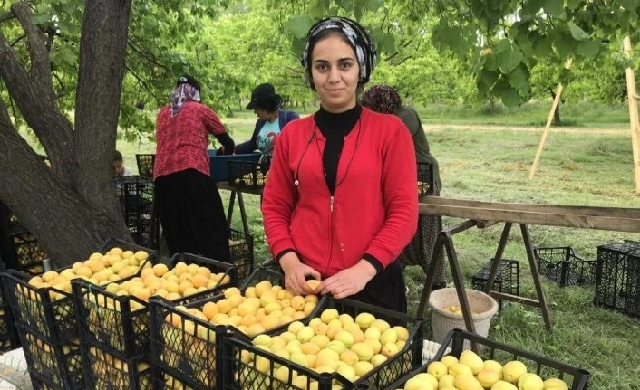 Iğdır’da sarı altın hasadı başladı