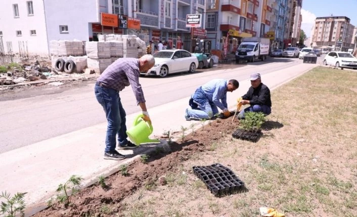Kars Belediyesi refüj peyzaj düzenliyor