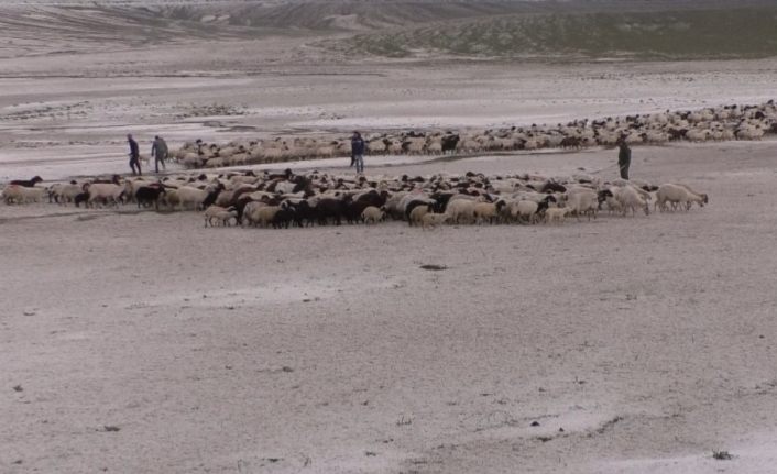 Kars’ta doludan 55 koyun telef oldu