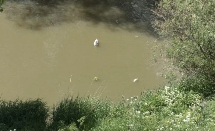 Kars’taki balık ölümlerinin sebebi araştırılıyor
