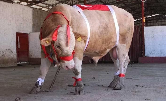 Kurbanlık hayvan sevki yapacak kişilere uyarı