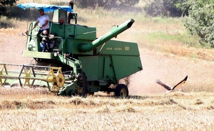 Leyleklerin biçerdöver peşinde çekirge ve böcek avı