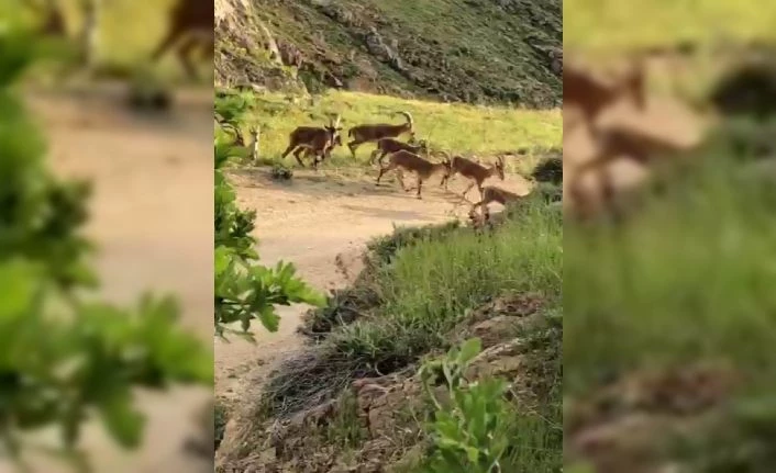 Malatya’da yaban keçileri sürü halinde görüntülendi