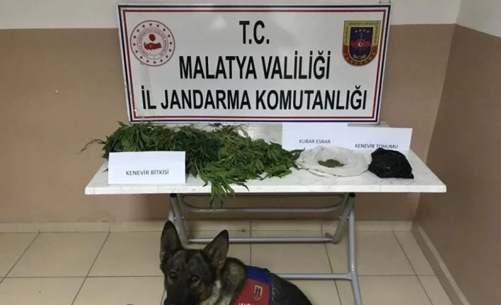 Malatya’da yasa dışı kenevir operasyonu