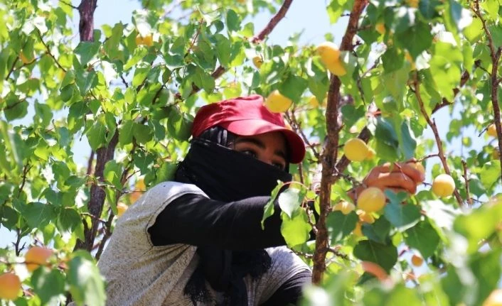 Malatya’nın ‘Sarı altınında’ hasat mevsimi