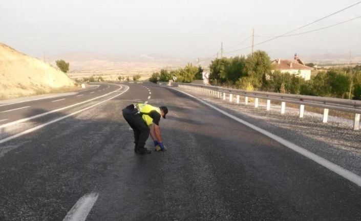 Mehmetçik’ten kaplumbağa duyarlılığı