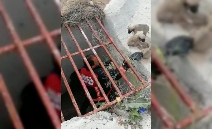 Menfeze düşen yavru köpekler kurtarıldı