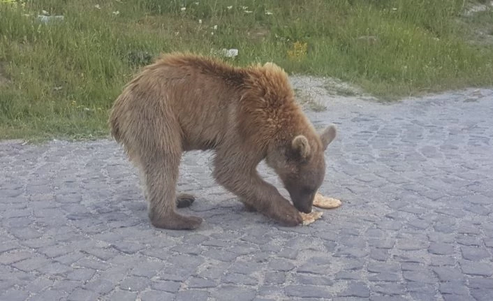 (Özel) Kardeş boz ayılar sayesinde Nemrut’un ziyaretçileri arttı