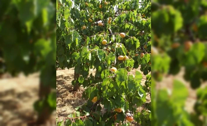 Parmaksız, kayısı rekoltesi tahminini fazla buldu