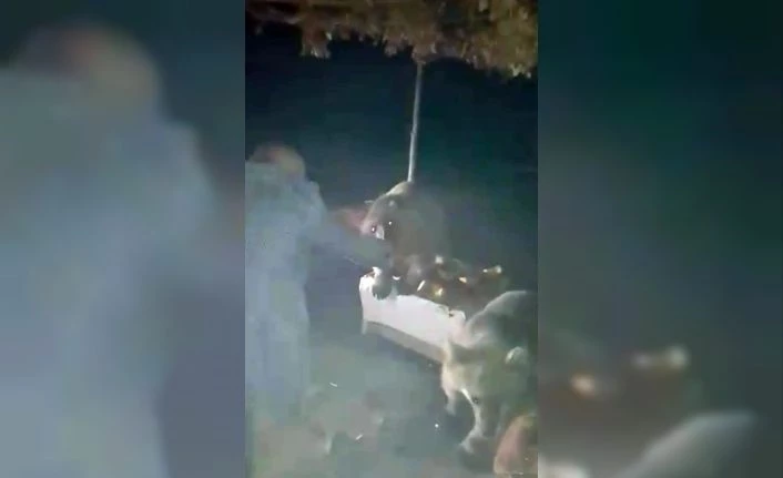 Piknikçilere “ayı” sürprizi