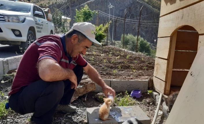 Tedavi altındaki kedilere şefkat eli