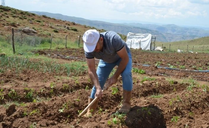 Terörün bittiği dağlarda tarım ve hayvancılık canlandı