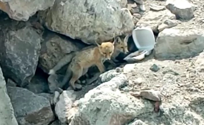 Tilki ve yavrularını her gün eliyle besliyor