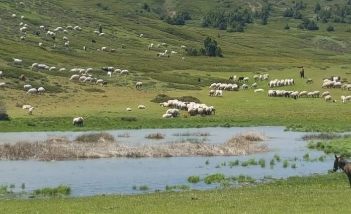 Tunceli’de yaylacıların zarar tespit çalışmaları tamamlandı