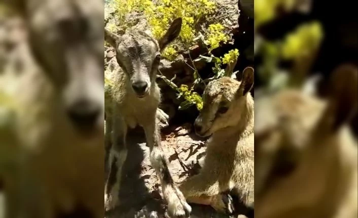 Tunceli’de yeni doğmuş dağ keçileri görüntülendi