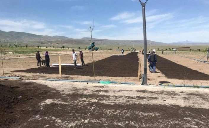 Üniversite kampüsüne rulo çimler ekildi