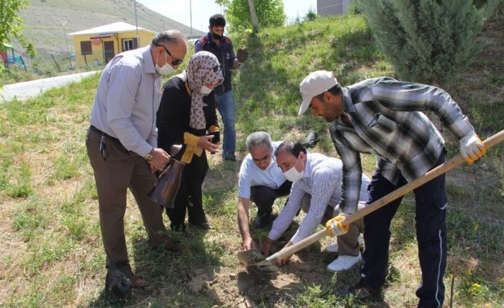 Urartu mirası Erciş üzümünün ekimi artıyor