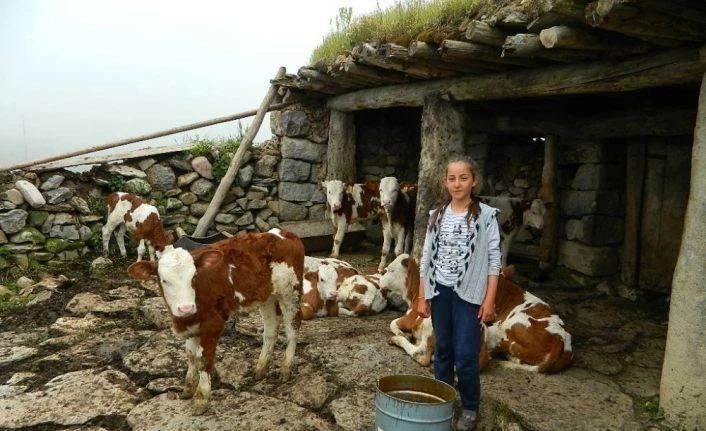 Urema yaylası yaylacılarla şenlenmeye başladı