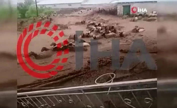 Van'da sel suları koyunları böyle sürükledi