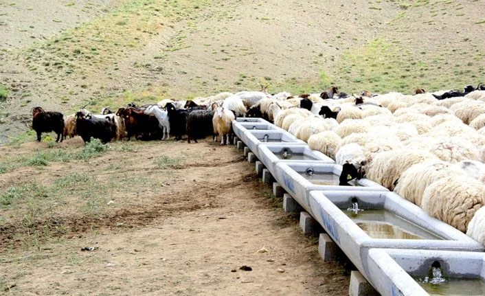 Van Edremit Belediyesi’nden hayvancılığa destek