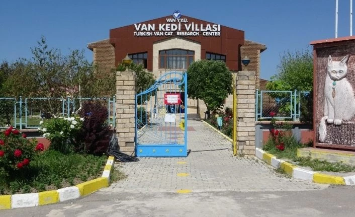Van kedileri artık mesafeli sevilecek