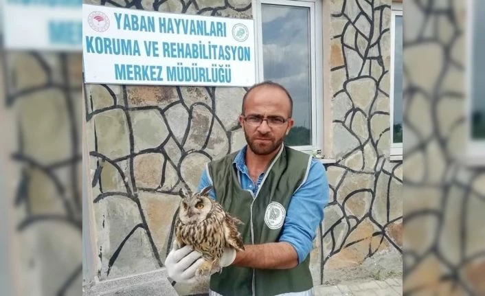 Van’da yaralı kuşlar tedavi altına alındı