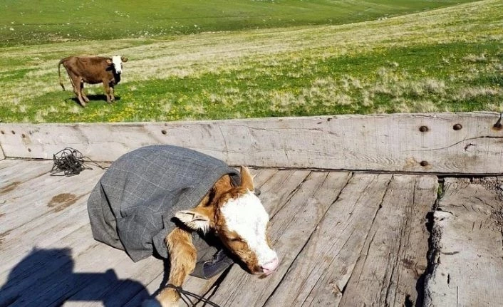 Vefa destek grubu yaşlı vatandaşın ineğinin doğumu için yardıma koştu