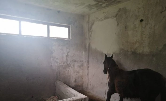 Yaralı ata yardım eli