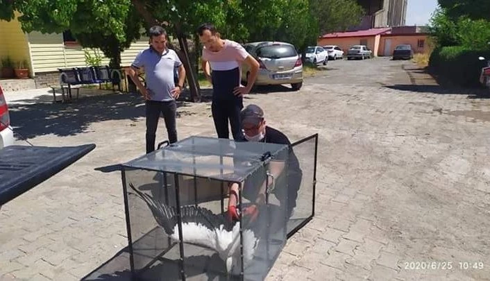 Yaralı olarak bulunan leylek tedavi altına alındı