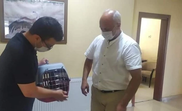 Yavru karga tedavi altına alındı