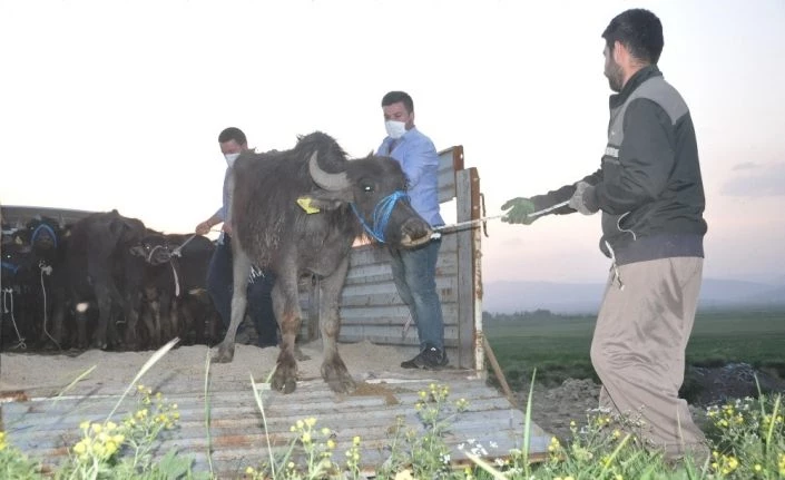 Yüksekova’da 20 manda ve 12 malak dağıtıldı