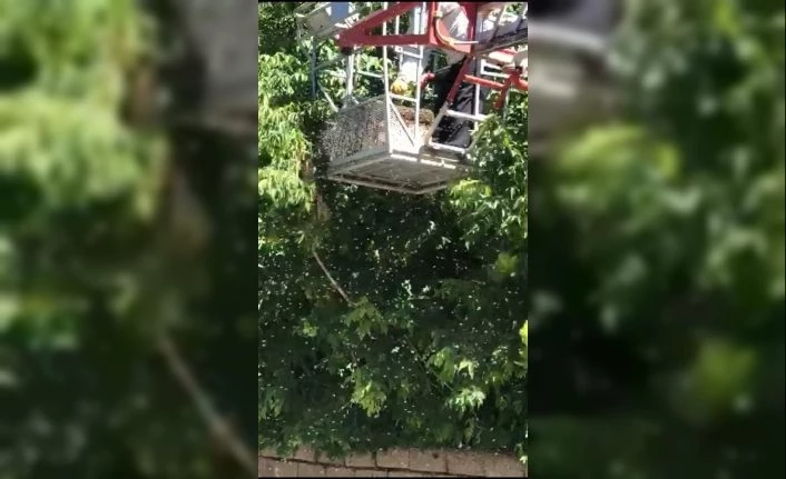 Ağaçta yuvalanan arıları itfaiye indirdi