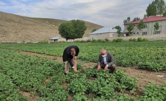 Çaldıran’da bitkisel ürün çeşitliliğinin arttırılmasına yönelik proje çalışması