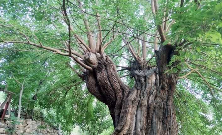 Dedelerinin dedeleri dikti, asırlık ağaçlar halen dut veriyor