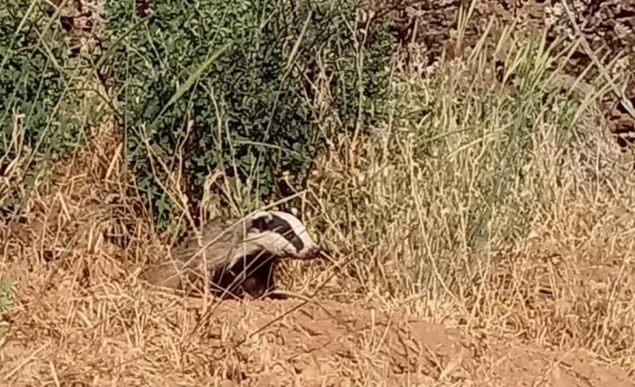 Elazığ’da oklu kirpi görüntülendi
