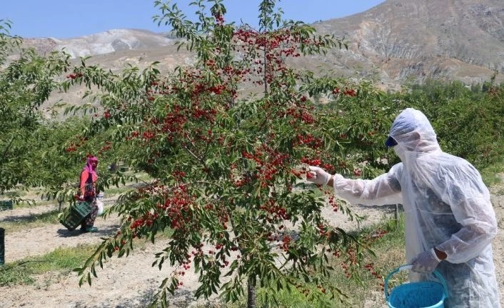 Erzincan’da 95 ülkeye vişne ihracatı