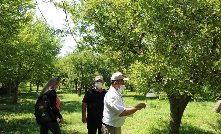 Erzincan’da meyve ağaçlarına zarar veren zararlılar feromon tuzaklarla kontrol edilerek, çiftçilere gerekli uyarılar yapılıyor