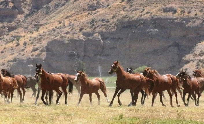Geleceğin şampiyon tayları görücüye çıkıyor