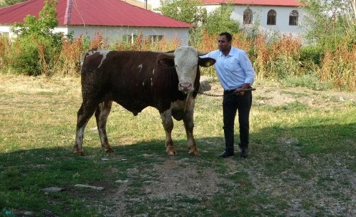 Gözü gibi baktığı tosununu kurbanlık için hazırladı